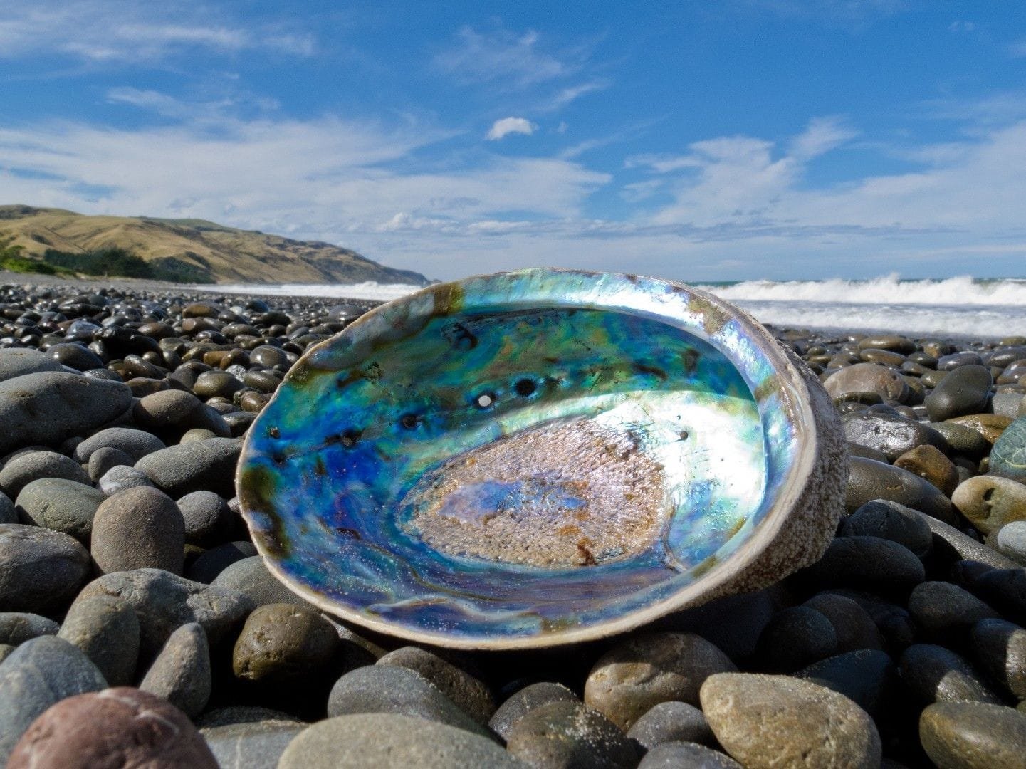 Paua Shell